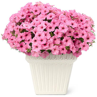 Supertunia Vista Bubblegum P7 - zestaw 10 sztuk