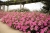 Supertunia Vista Bubblegum P7 - zestaw 10 sztuk