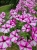 Supertunia VISTA Raspberry Star p7