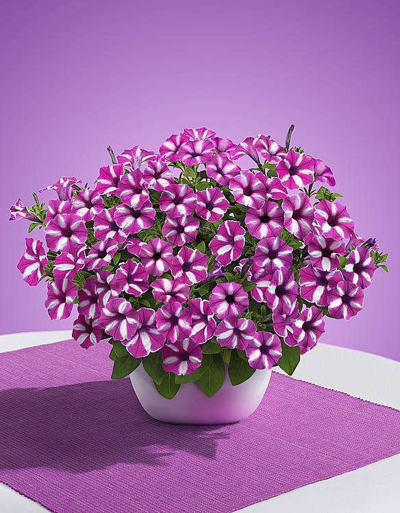 Supertunia VISTA Raspberry Star p7