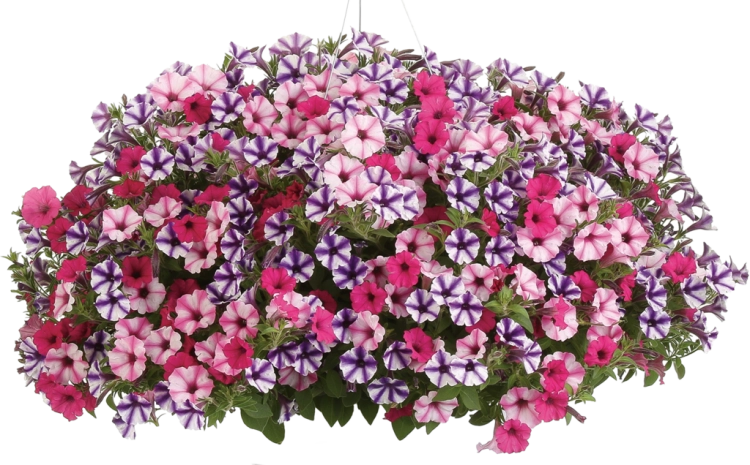 Supertunia VISTA Raspberry Star p7