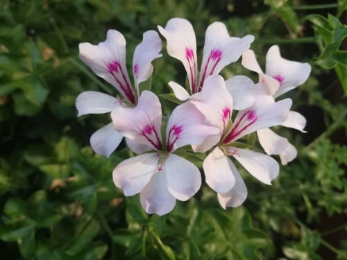 Pelargonia bluszczolistna - zwisająca GLACIER WHITE p7 PAKIET 10 szt.