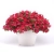 SURFINIA PETUNIA Cherry Sky p9
