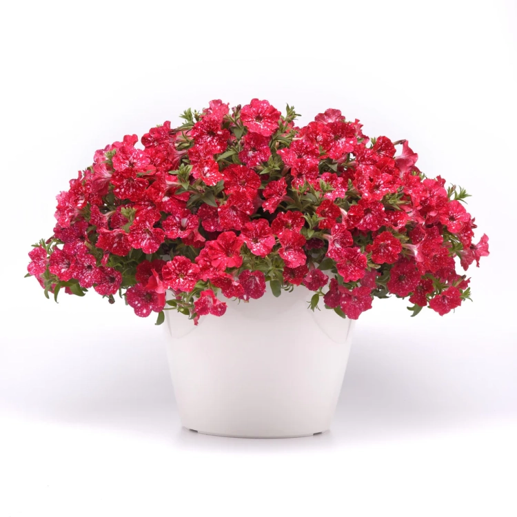 SURFINIA PETUNIA Cherry Sky p9