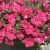 SURFINIA PETUNIA Cherry Sky p9