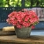 SURFINIA PETUNIA Cherry Sky p9