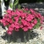 SURFINIA PETUNIA Cherry Sky p9