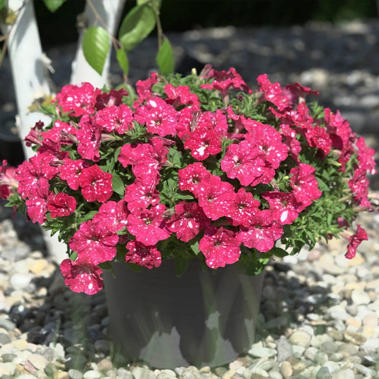 SURFINIA PETUNIA Cherry Sky p9