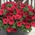 SURFINIA PETUNIA Cherry Sky p9