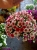 Surfinia Petunia Red Picote p9