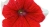Surfinia Petunia Red Picote p9