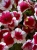 Surfinia Petunia Red Picote p9