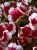 Surfinia Petunia Red Picote p9