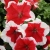 Surfinia Petunia Red Picote p9