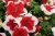 Surfinia Petunia Red Picote p9