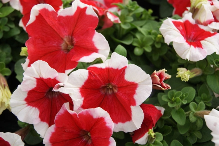 Surfinia Petunia Red Picote p9
