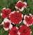 Surfinia Petunia Red Picote p9