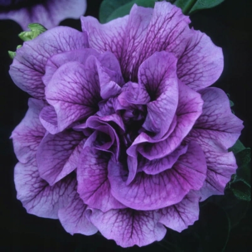 SURFINIA PETUNIA Tumbelina PRISCILLA PRO p9