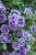 SURFINIA PETUNIA Tumbelina PRISCILLA PRO p9