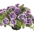 SURFINIA PETUNIA Tumbelina PRISCILLA PRO p9