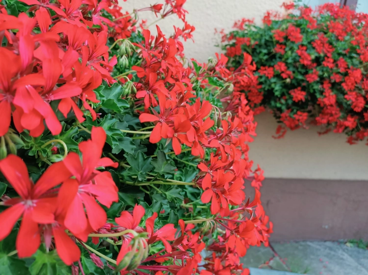 Pelargonia bluszczolistna - zwisająca Czerwona P7