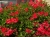 Pelargonia bluszczolistna - zwisająca Czerwona P7