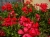 Pelargonia bluszczolistna - zwisająca Czerwona P7