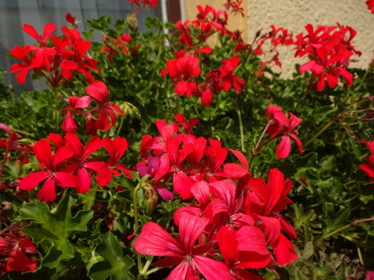 Pelargonia bluszczolistna - zwisająca Czerwona P7