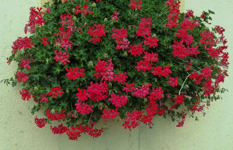 Pelargonia bluszczolistna - zwisająca Czerwona P7