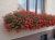 Pelargonia bluszczolistna - zwisająca Czerwona P7