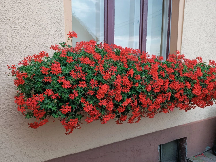Pelargonia bluszczolistna - zwisająca Czerwona P7