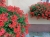 Pelargonia bluszczolistna - zwisająca Czerwona P7