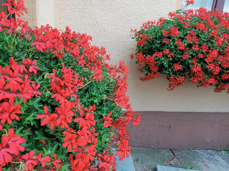 Pelargonia bluszczolistna - zwisająca Czerwona P7