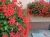 Pelargonia bluszczolistna - zwisająca Czerwona P7