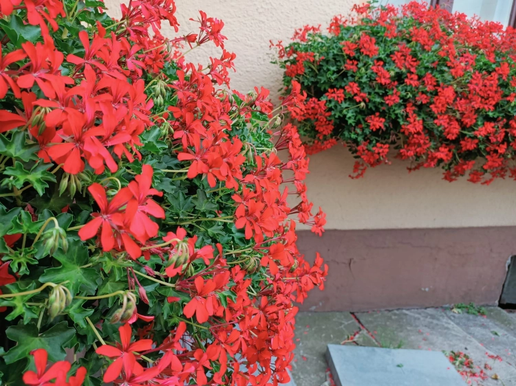 Pelargonia bluszczolistna - zwisająca Czerwona P7
