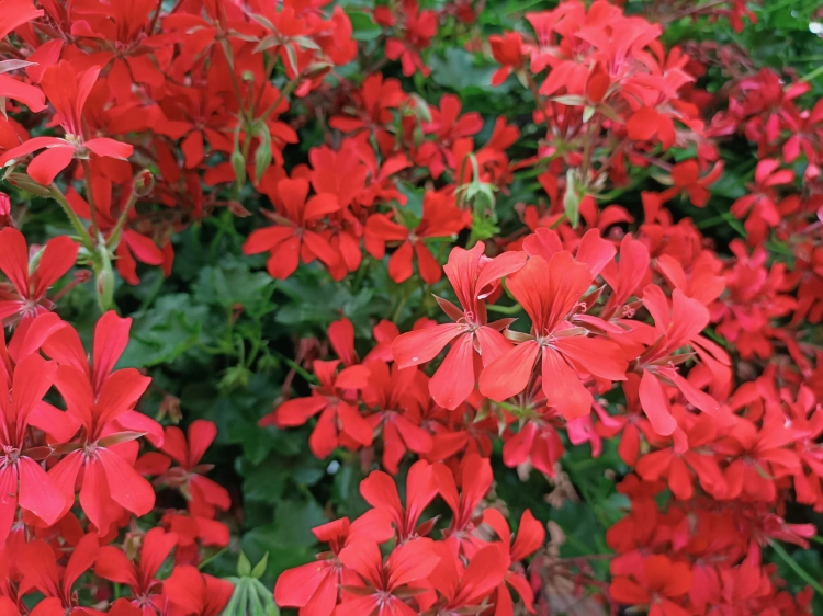 Pelargonia bluszczolistna - zwisająca Czerwona P7