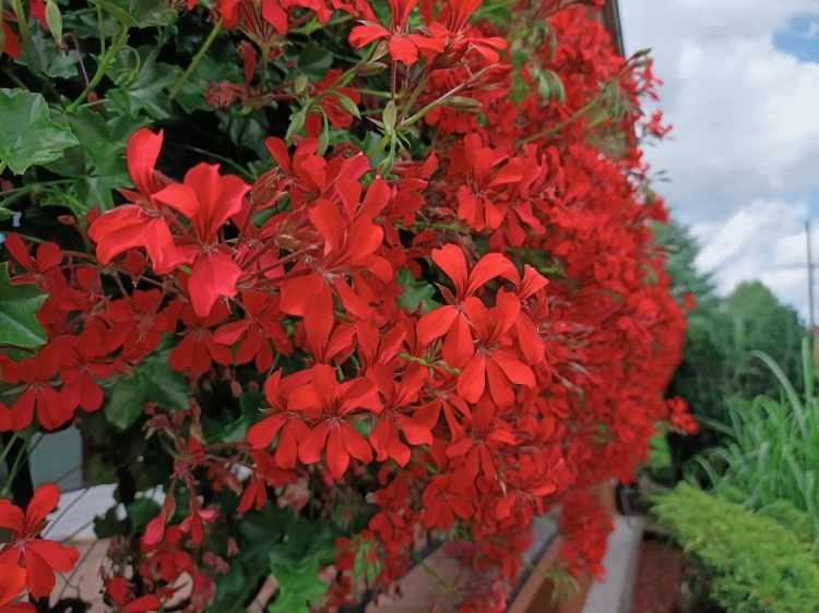 Pelargonia bluszczolistna - zwisająca Czerwona P7