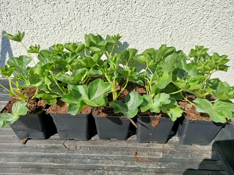 Pelargonia bluszczolistna - zwisająca Czerwona P7
