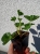 Pelargonia bluszczolistna - zwisająca Czerwona P7
