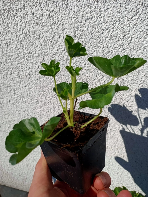 Pelargonia bluszczolistna - zwisająca Czerwona P7