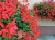 Pelargonia bluszczolistna - zwisająca Czerwona P9