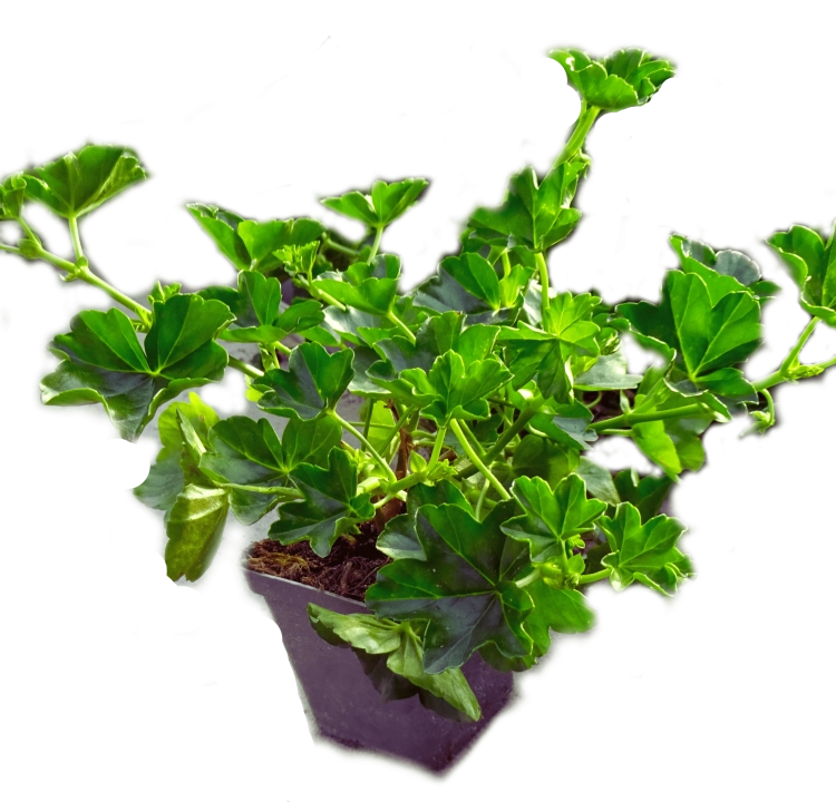 Pelargonia bluszczolistna - zwisająca Czerwona P9