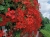 Pelargonia bluszczolistna - zwisająca Czerwona P9