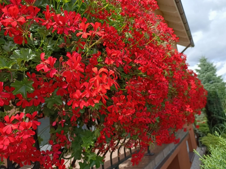 Pelargonia bluszczolistna - zwisająca Czerwona P9