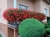 Pelargonia bluszczolistna - zwisająca Czerwona P9