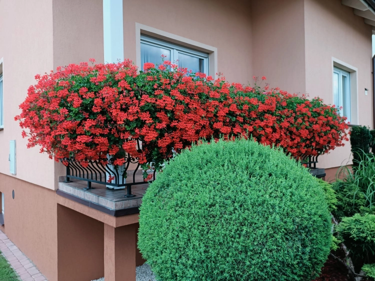 Pelargonia bluszczolistna - zwisająca Czerwona P9