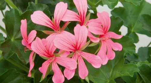 Pelargonia bluszczolistna - zwisająca BALCON PINK p7 10 szt.