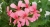 Pelargonia bluszczolistna - zwisająca BALCON PINK p7 10 szt.
