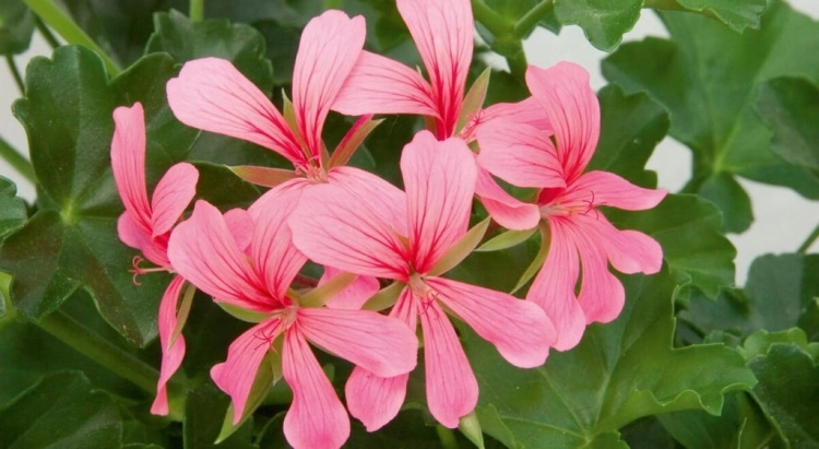 Pelargonia bluszczolistna - zwisająca BALCON PINK p7 10 szt.