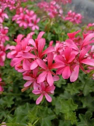 Pelargonia bluszczolistna - zwisająca BALCON PINK p7 10 szt.
